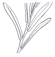 Sessile & Articulate